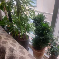 گل و گیاه|گل و گیاه طبیعی|تهران, دربند|دیوار