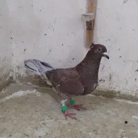 کفترصید پرشی معاوضه هم با کفتر دیگه دارم|پرنده|مشهد, یاس|دیوار