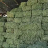 یونجه خرمنکوب