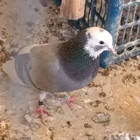 کبوتر ابلغ سبز پرشی نر