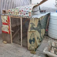 قفس پرنده .کفتر .مرغ