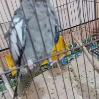 عروس هلندی اماده دستی کردن|پرنده|رامشیر, |دیوار