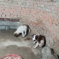 واگذاری دوعدد توله نروماده