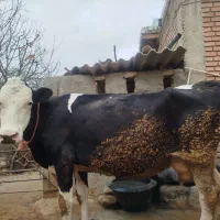 گاو شیری|حیوانات مزرعه|بجنورد, |دیوار