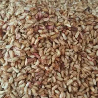 مرغ و خروس و ناردونگ و روغن زیتون|حیوانات مزرعه|دهدشت, |دیوار