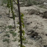 باغ حدودا وصل به بافت