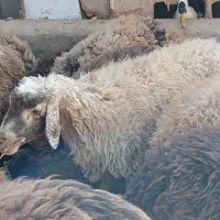 فروش گوسفند ماده ونر|حیوانات مزرعه|سمنان, |دیوار