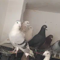 کفتر|پرنده|مشهد, تلگرد|دیوار