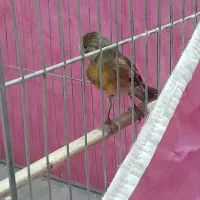 جوجه سهره قناری به شرط خوش رنگ|پرنده|بیستون, |دیوار