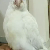 عروس هلندی لوتینو ماده ، و آلبینو نر|پرنده|شاهین‌شهر, فردوسی|دیوار