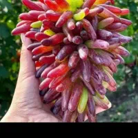 نهال کمیاب و پرطرفدار در نهالستان پاشاپور