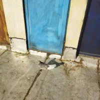 کبوتر کفتر|پرنده|کرج, کوی امامیه|دیوار