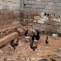 مرغ وخروس محلی اصل