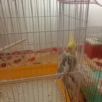 عروس  ومرغ عشق