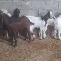 بز ۷ عدد نر بزورگ  جنس خوب|حیوانات مزرعه|شادگان, |دیوار