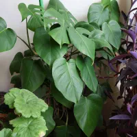 گلدان طبیعی