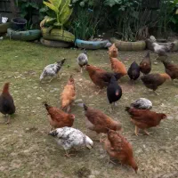 ** نیمچه مرغ وخروس گلپایگانی.|حیوانات مزرعه|رودسر, |دیوار