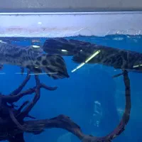 سرسوسماری یا ماهی گار