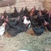 مرغ محلی تخم گذار
