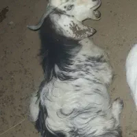 بزه گوشتی|حیوانات مزرعه|کرباسک, |دیوار