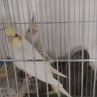 عروس هلندی جفت