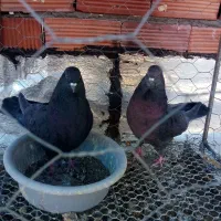 کبوتر سرور و سرخ|پرنده|کرمان, |دیوار