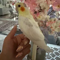 فروش عروس کاملا رام و دستی|پرنده|مشگین شهر, |دیوار