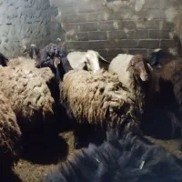 گوسفند وبره