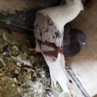 جفت پلنگ و نباتی آب گلال