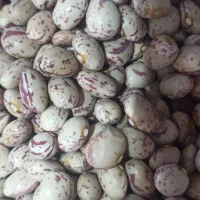 لوبیا چیتی و برنج عنبربو