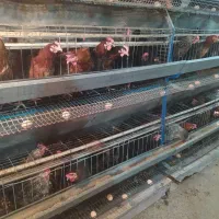 قفسە|لوازم جانبی حیوانات|مریوان, |دیوار