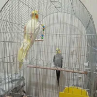 یک جفت عروس هلندی|پرنده|پاکدشت, پارچین|دیوار