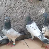 بیست کبوتر پاکستانی|پرنده|خورموج, |دیوار