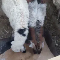 به صورت تکی هم فروخته میشود