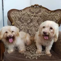 واگذاری|سگ|بابلسر, |دیوار