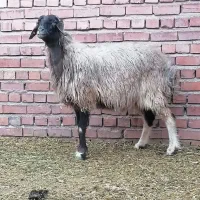 میش بختیاری آبستن سنگین