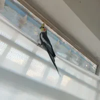 عروس هلندی نر