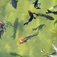 کوی|ماهی|سنگر, |دیوار