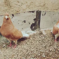 کبوتر