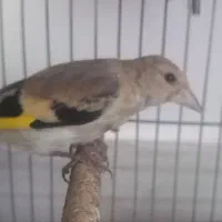 سهره