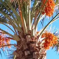 نیازمندضامن بنیادشهید یاایثارگر