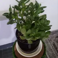 حرا جی گل وگیاه طبیعی اپارتمانی|گل و گیاه طبیعی|اهواز, گلستان|دیوار