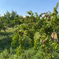 خانه باغ در جاده ترک صومعه کبودین|فروش زمین و ملک کلنگی|کندوان, |دیوار