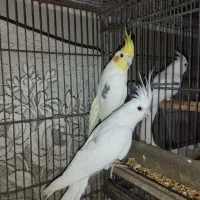 عروس هلندی تک خال|پرنده|چابهار, |دیوار