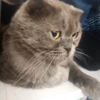 گربه اسکاتیش بلو ماده