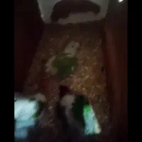 گرینچیک جفت با جوجه و تازه دانه خور و دستی|پرنده|مشهد, خرمشهر|دیوار