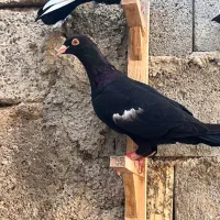 کبوتر شهری بهبهانی
