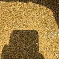 بذر یونجه حاجی کوشش اصلی