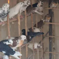 کبوترای پرشی