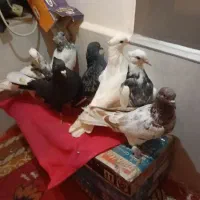 کبوتر رنگ|پرنده|قم, نوبهار|دیوار